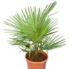 Trachycarpus Wagnerianus X Princeps - Totale Hoogte 60-90 Cm - Pot Ø 23 Cm -Planten Winkel 1993124496