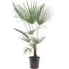 Trachycarpus Wagnerianus X Princeps - Pot Ø 32 Cm