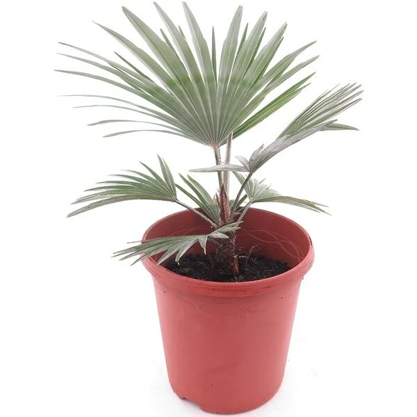 Trachycarpus Princeps - Pot Ø 23 Cm 3 Trachycarpus Princeps - Pot Ø 23 Cm