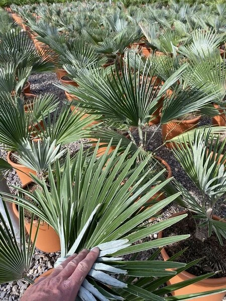 Trachycarpus Princeps - Pot Ø 23 Cm 4 Trachycarpus Princeps - Pot Ø 23 Cm - Afbeelding 2