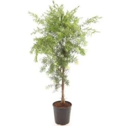 Callistemon Viminalis Captain Cook - Stam 40-50 Cm