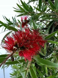 Callistemon Laevis - Stam 70-80 Cm -Planten Winkel 1994345982
