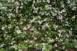 Trachelospermum Jasminoides - Pot Ø 22 Cm -Planten Winkel 1994347518