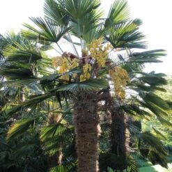 Trachycarpus Wagnerianus Frosty - Stam 50-60 Cm - Totale Hoogte 170-190 Cm - Pot Ø 32 Cm [pallet] -Planten Winkel 1994349324