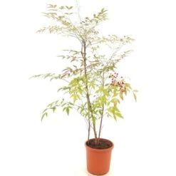 Nandina Domestica - Pot Ø 24 Cm