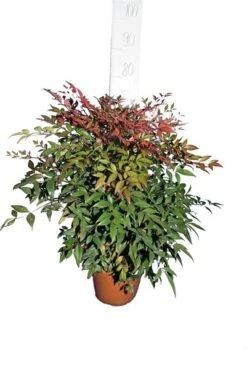 Nandina Domestica - Pot Ø 24 Cm -Planten Winkel 1994349981