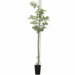 Prunus Dulcis - Pot Ø 26 Cm -Planten Winkel 1994352201