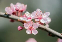 Prunus Dulcis - Pot Ø 26 Cm -Planten Winkel 1994352204