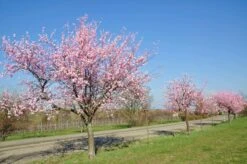 Prunus Dulcis - Pot Ø 26 Cm -Planten Winkel 1994352210