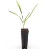 Trachycarpus Nanus X Princeps - Pot 7 X 7 Cm -Planten Winkel 1994795904
