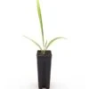 Trachycarpus Nanus - Pot 7 X 7 Cm -Planten Winkel 1994797140