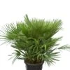 Chamaerops Humilis Vulcano - Totale Hoogte 80-100 Cm - Pot Ø 40 Cm -Planten Winkel 1995709350
