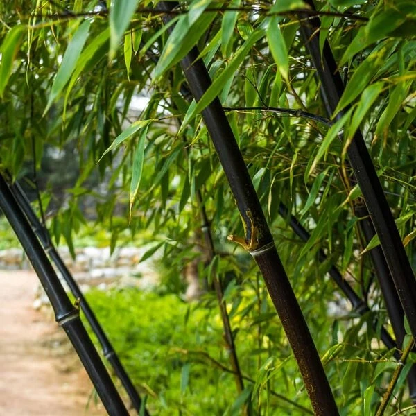 Planten Winkel -Planten Winkel 1991665470