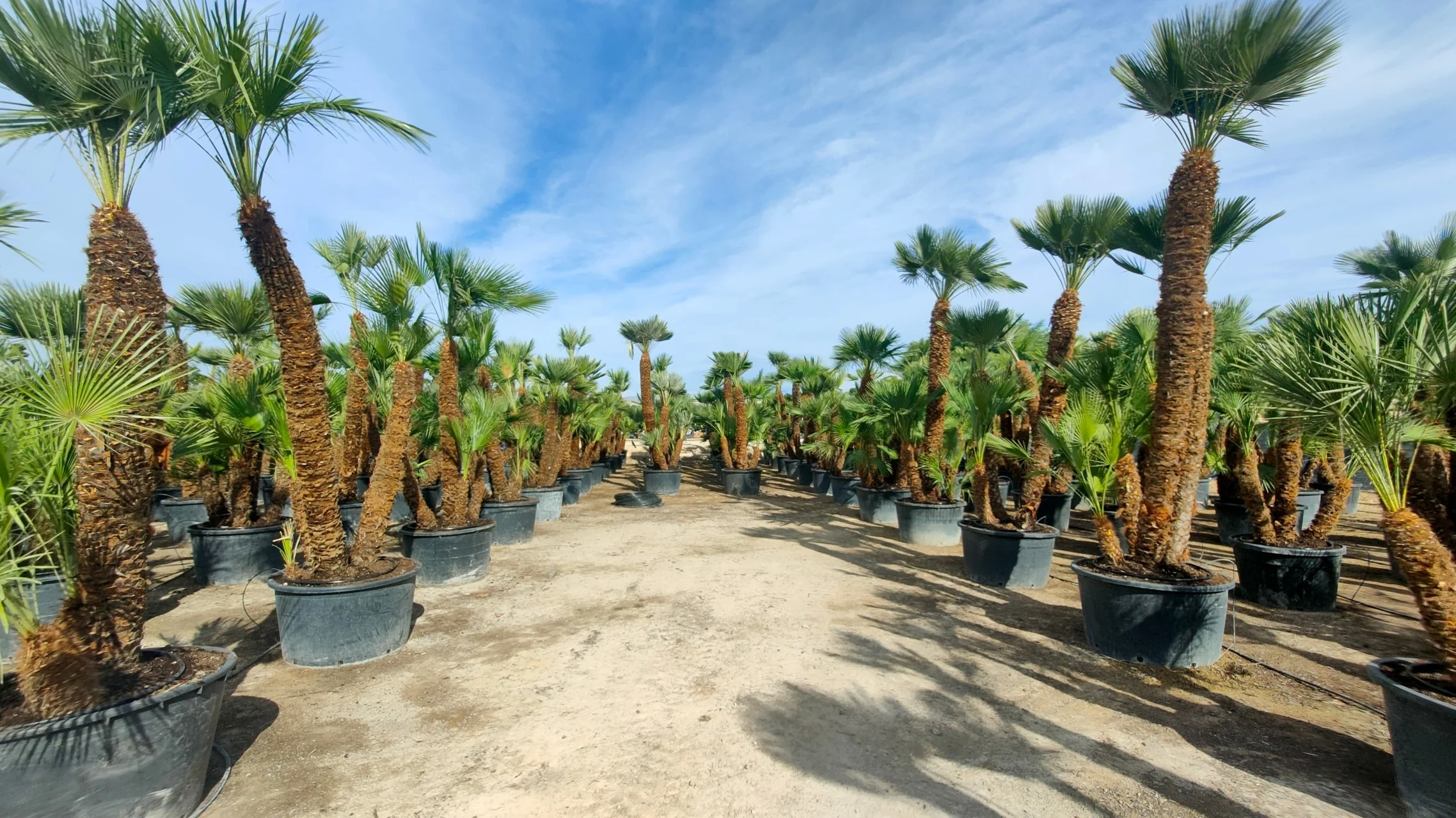 Planten Winkel -Planten Winkel IMG20231019114254